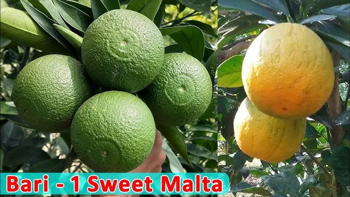 Bari 1 Malta Fruit Plants For Home & Gardening