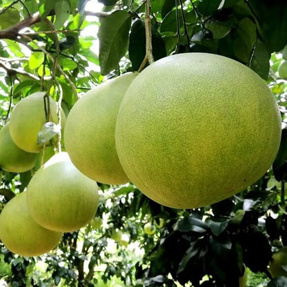 Pomelo Fruit Plants For Home & Gardening