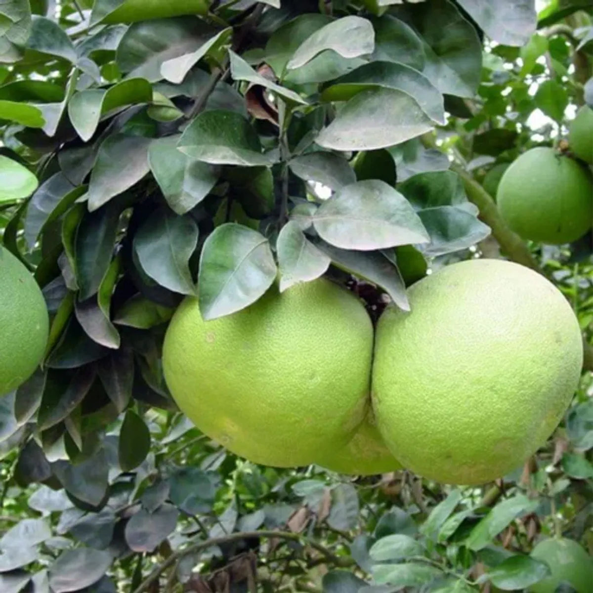 Pomelo Fruit Plants For Home & Gardening