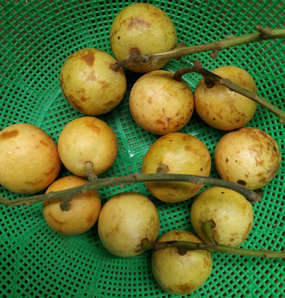 Latkan Fruit Plants For Home & Gardening