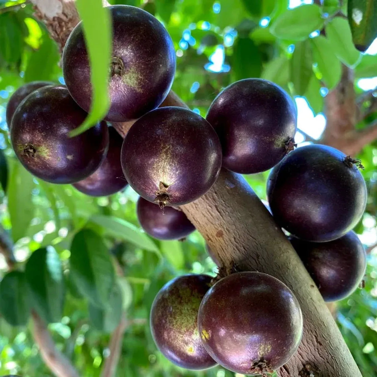 Jaboticaba Fruit Plant For Home & Gardening