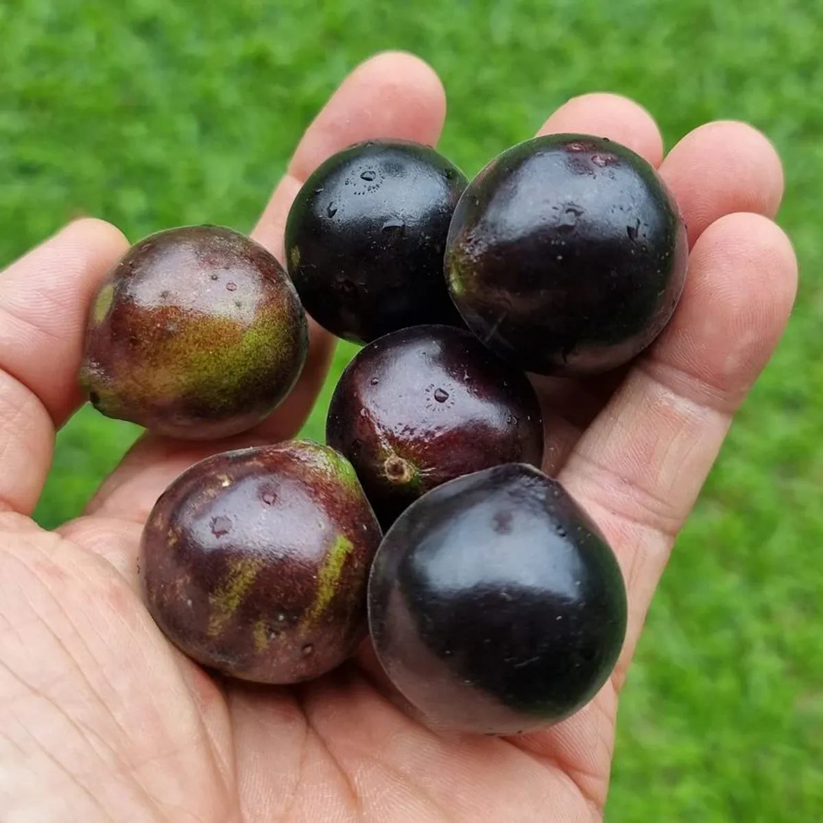Jaboticaba Fruit Plant For Home & Gardening