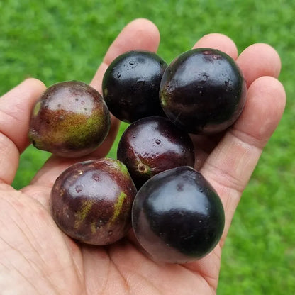 Jaboticaba Fruit Plant For Home & Gardening