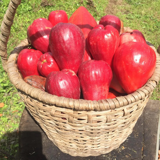 Malai Water Apple Fruit Plants For Home & Gardening