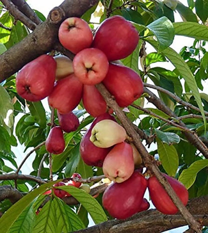 Malai Water Apple Fruit Plants For Home & Gardening