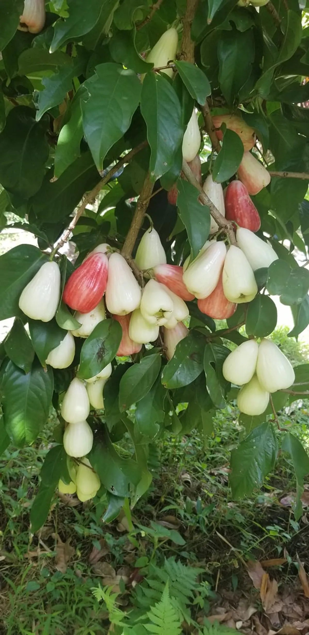 Malai Water Apple Fruit Plants For Home & Gardening