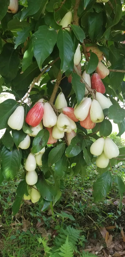 Malai Water Apple Fruit Plants For Home & Gardening