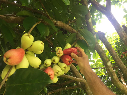 Malai Water Apple Fruit Plants For Home & Gardening