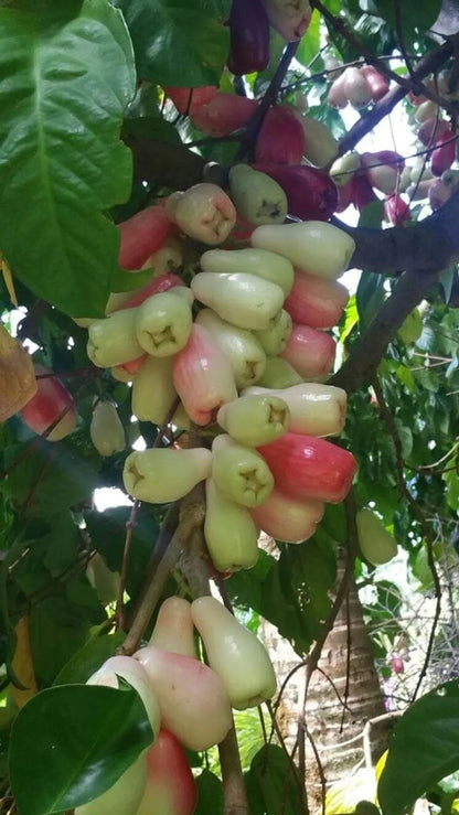 Malai Water Apple Fruit Plants For Home & Gardening
