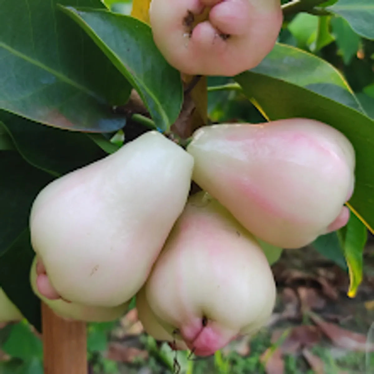 White Missile Water Apple Fruit Plant For Home & Gardening