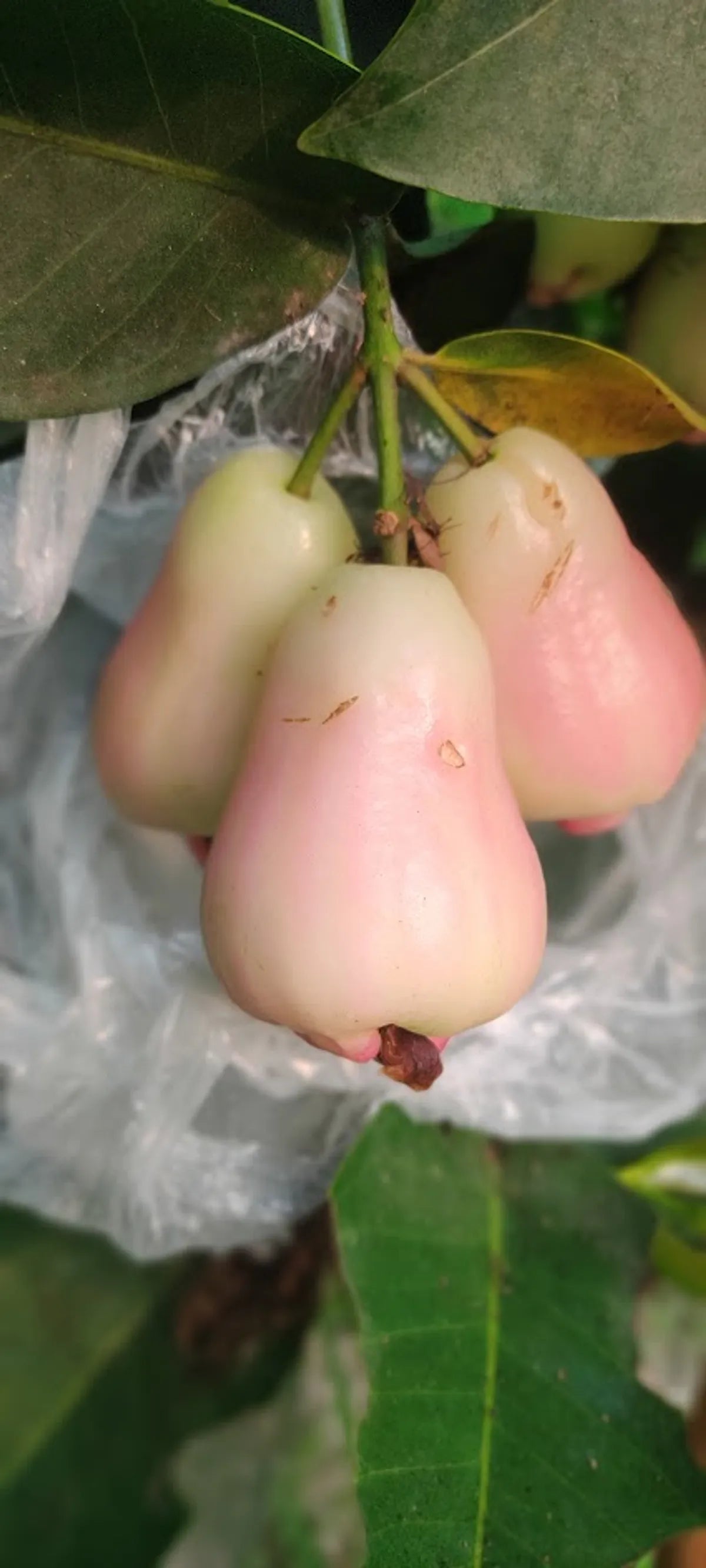 White Missile Water Apple Fruit Plant For Home & Gardening