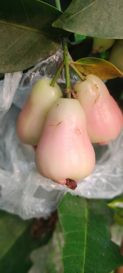 White Missile Water Apple Fruit Plant For Home & Gardening