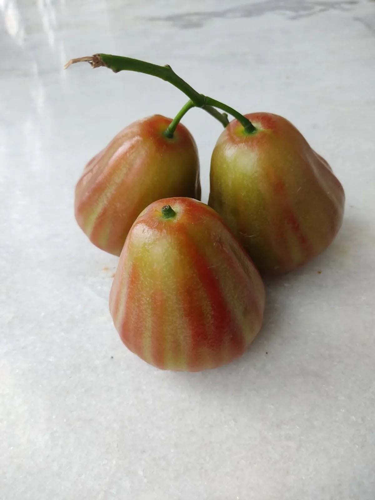 Bali Champa Water Apple Fruit Plants For Home & Gardening