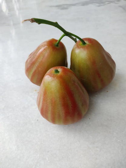 Bali Champa Water Apple Fruit Plants For Home & Gardening