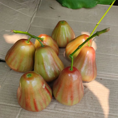 Bali Champa Water Apple Fruit Plants For Home & Gardening