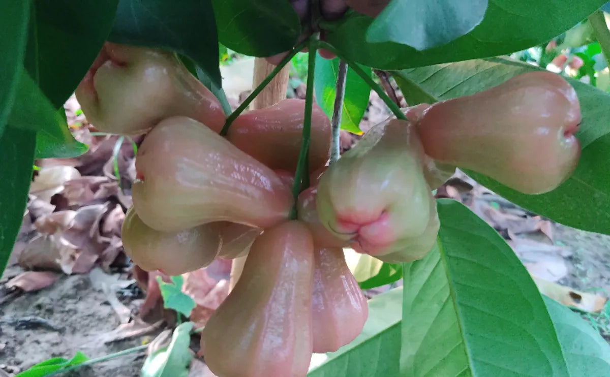 Red Missile Water Apple Fruit Plant For Home & Gardening