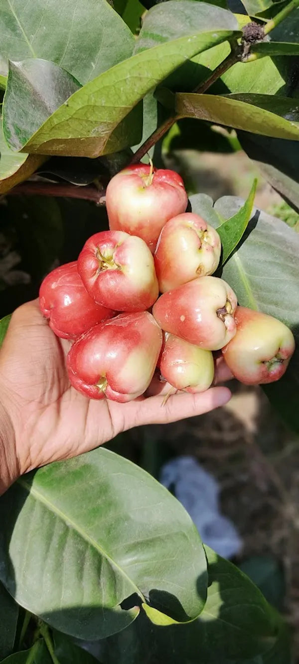 King Kong Red Water Apple Fruit Plants For Home & Gardening