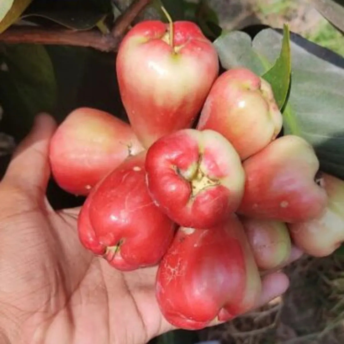 King Kong Red Water Apple Fruit Plants For Home & Gardening