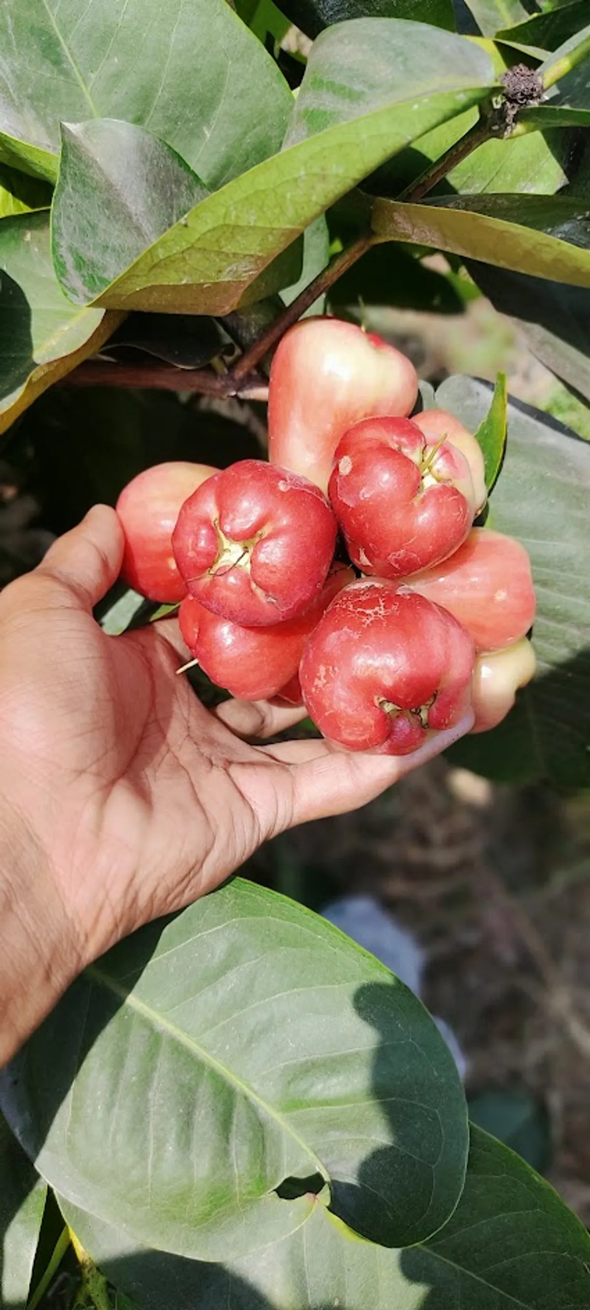 King Kong Red Water Apple Fruit Plants For Home & Gardening