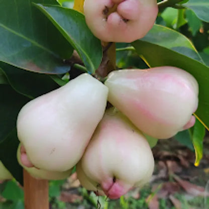 4 Varieties Combo Water Apple Fruit Plants For Home & Gardening