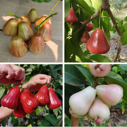4 Varieties Combo Water Apple Fruit Plants For Home & Gardening
