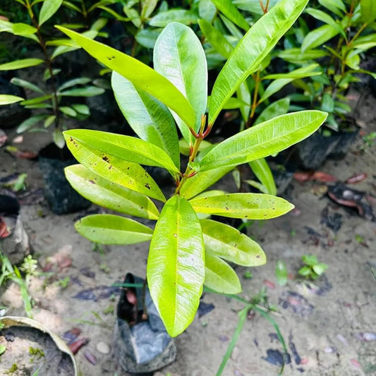 Meat Masala Plant For Home & Gardening