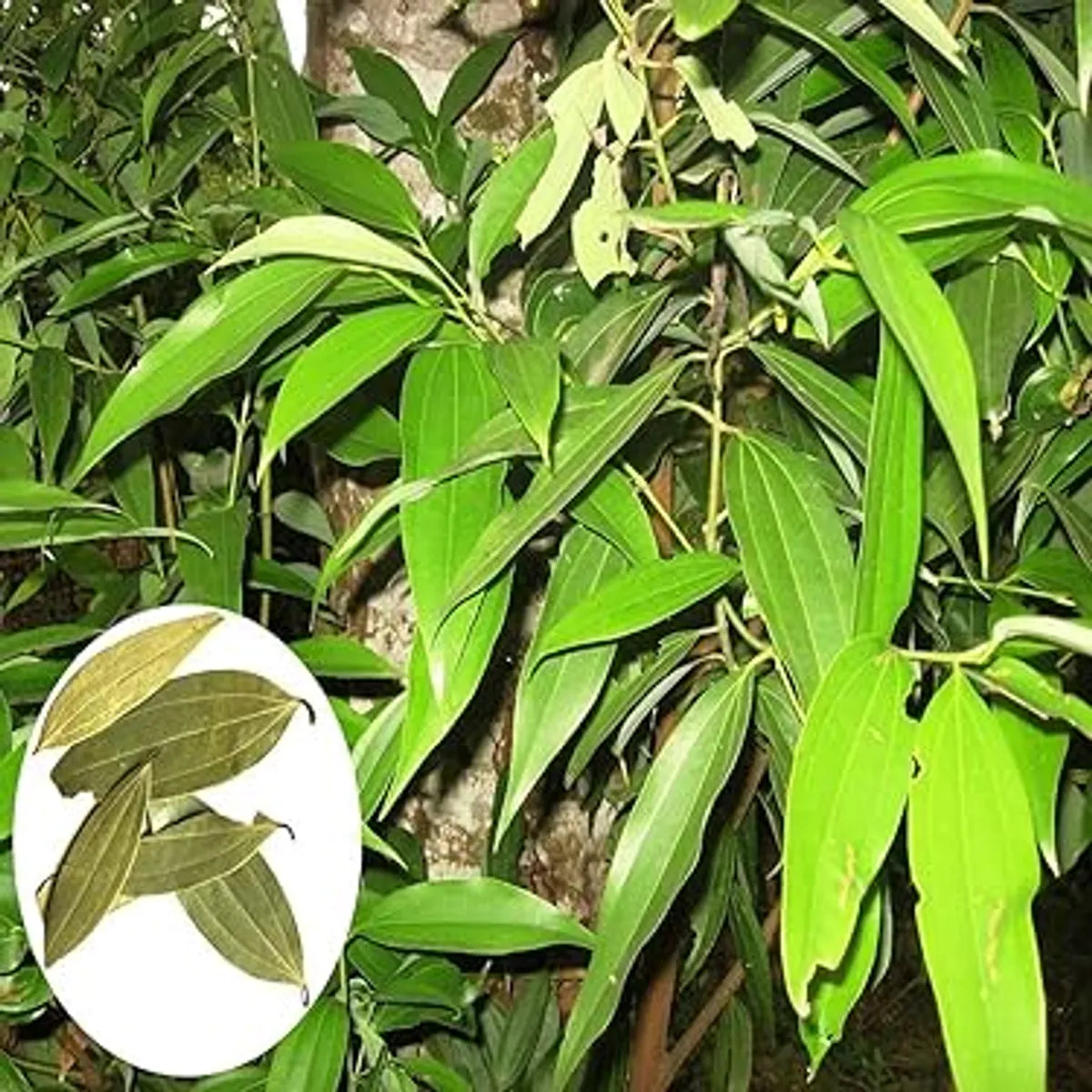 Tejpatta Plants For Home & Gardening