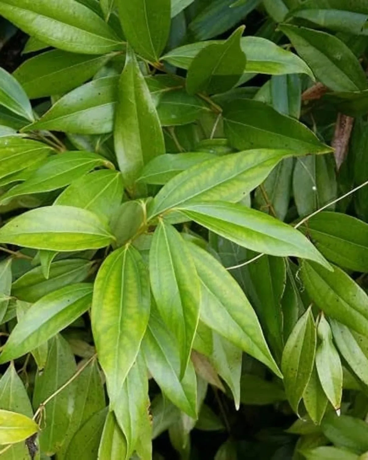 Tejpatta Plants For Home & Gardening