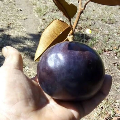 Milk Fruit Plant For Home & Gardening