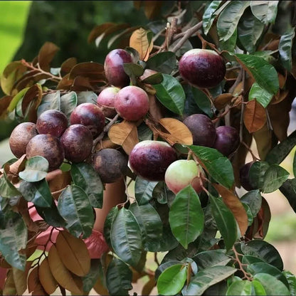 Milk Fruit Plant For Home & Gardening