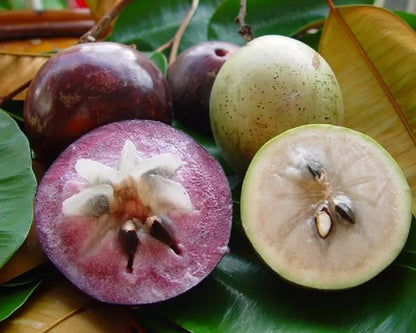 Milk Fruit Plant For Home & Gardening