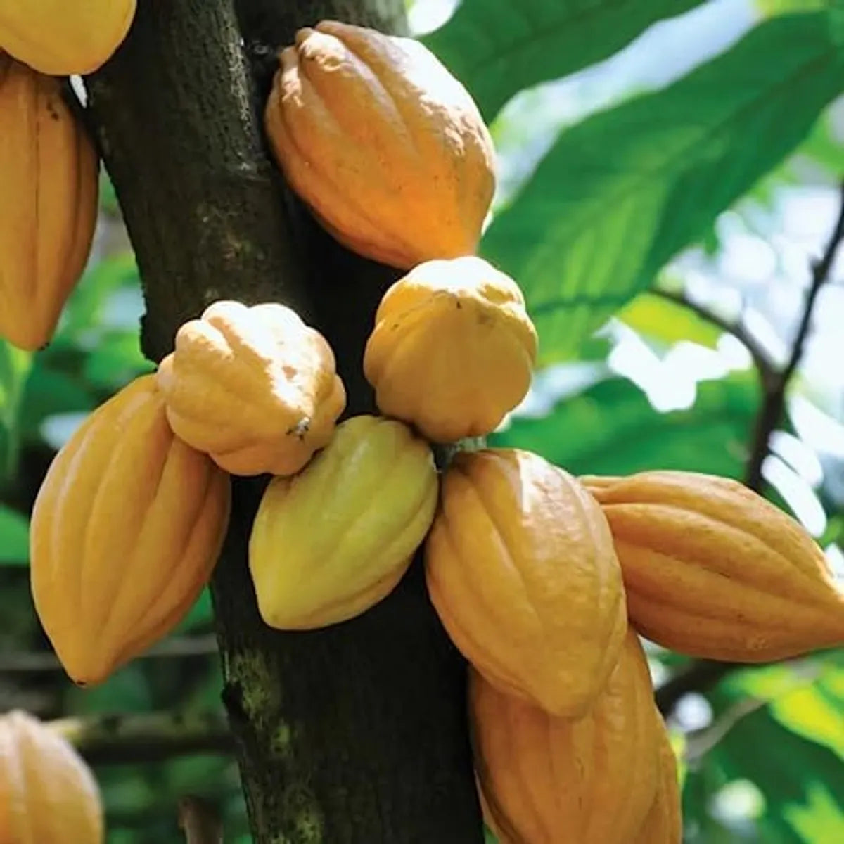 Cocoa Fruit Plant For Home & Gardening