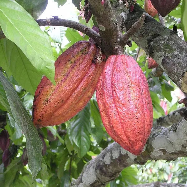 Cocoa Fruit Plant For Home & Gardening