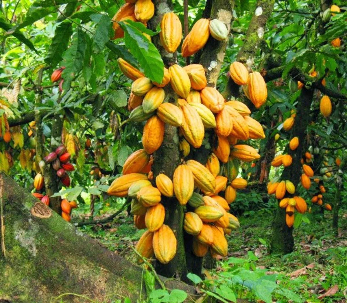 Cocoa Fruit Plant For Home & Gardening