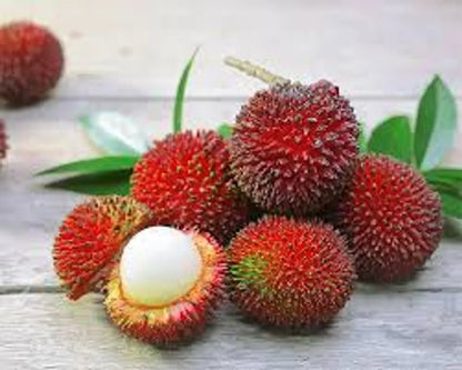Pulasan Fruit Plant For Home & Gardening