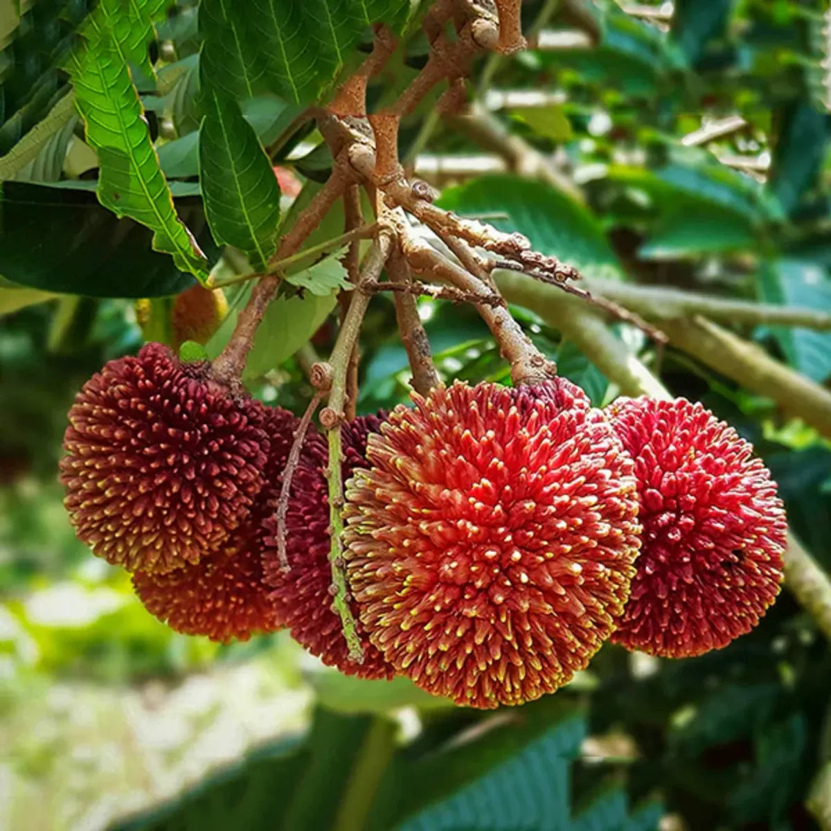 Pulasan Fruit Plant For Home & Gardening