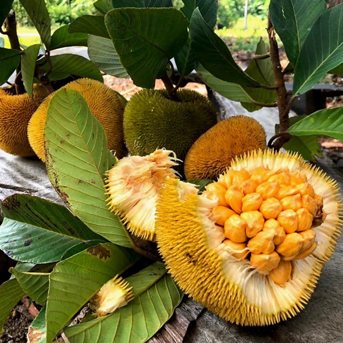 Keledang Fruit Plant For Home & Gardening