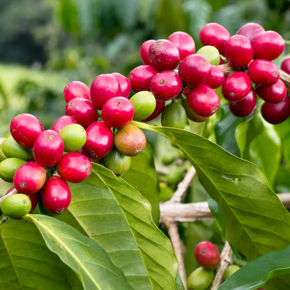 Coffee Beans Plant For Home & Gardening