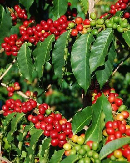 Coffee Beans Plant For Home & Gardening