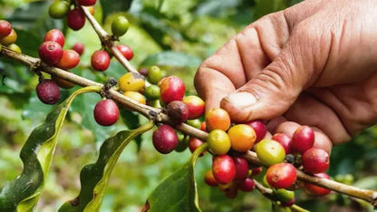 Coffee Beans Plant For Home & Gardening