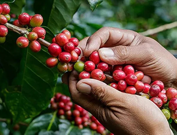 Coffee Beans Plant For Home & Gardening