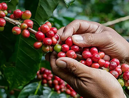 Coffee Beans Plant For Home & Gardening