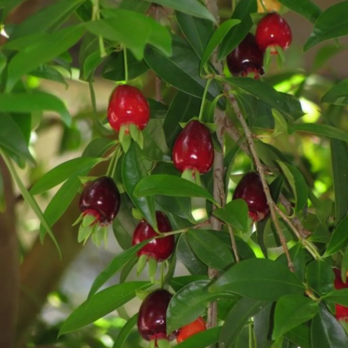 Rio Grand Cherry Fruit Plant For Home & Gardening