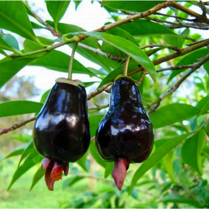 Rio Grand Cherry Fruit Plant For Home & Gardening