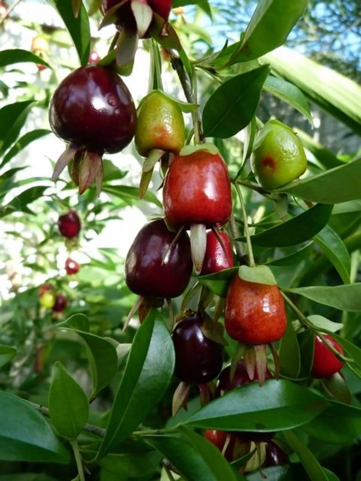 Rio Grand Cherry Fruit Plant For Home & Gardening