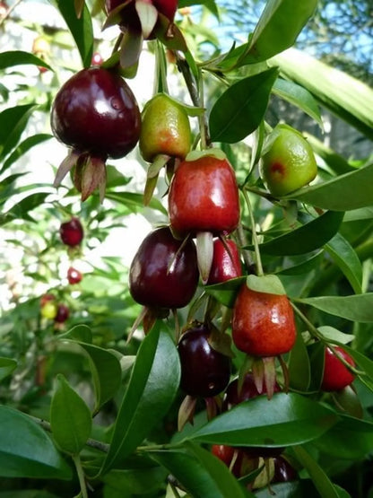 Rio Grand Cherry Fruit Plant For Home & Gardening