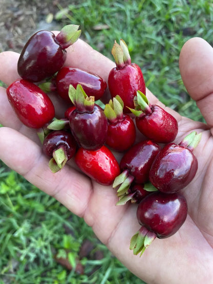 Rio Grand Cherry Fruit Plant For Home & Gardening