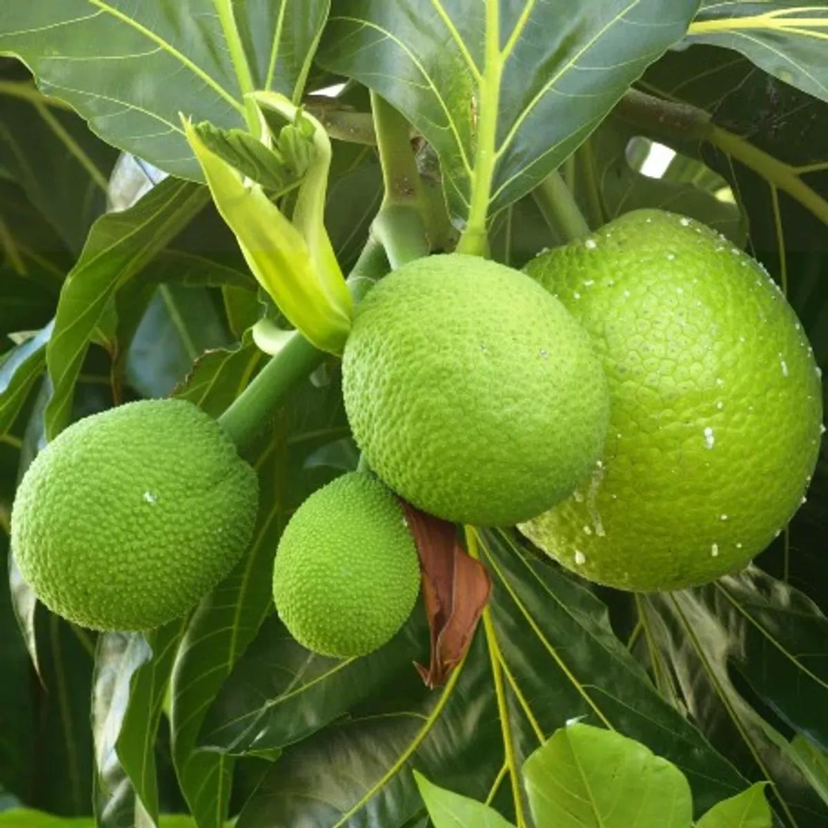 Bread Fruit Plants For Home & Gardening