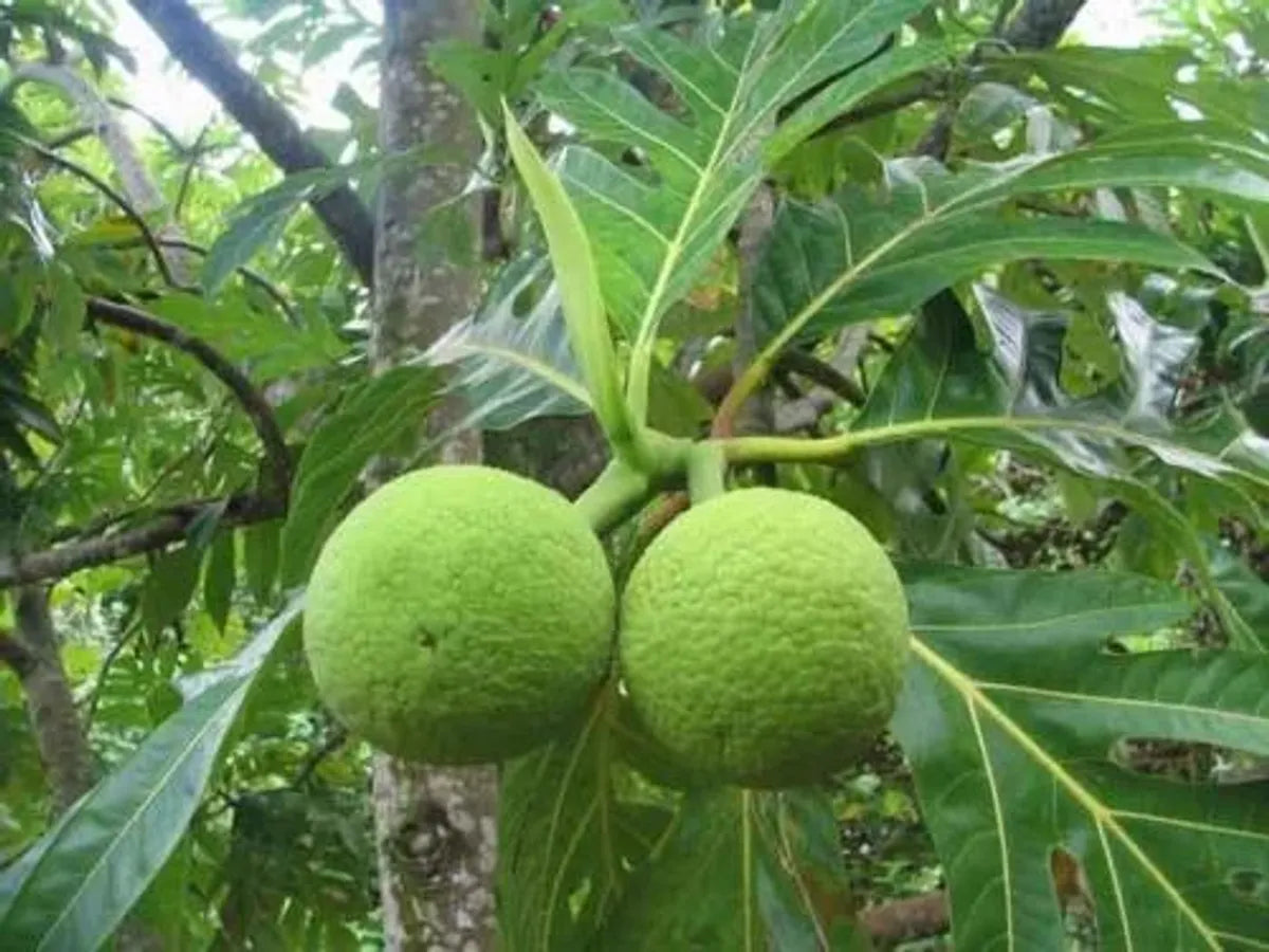 Bread Fruit Plants For Home & Gardening