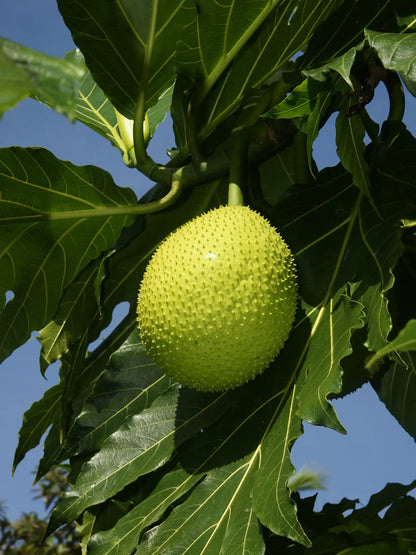 Bread Fruit Plants For Home & Gardening